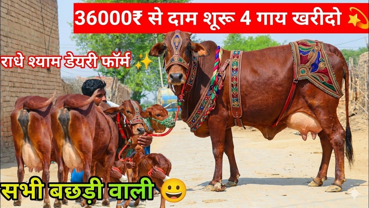 ✨छोटी छोटी कीमत में बड़ी गाय खरीदो🎁मात्र 36000₹ में बछड़ी वाली😀16 किलो दूध तक वाली ट्रांसपोर्ट फ्री🚚
