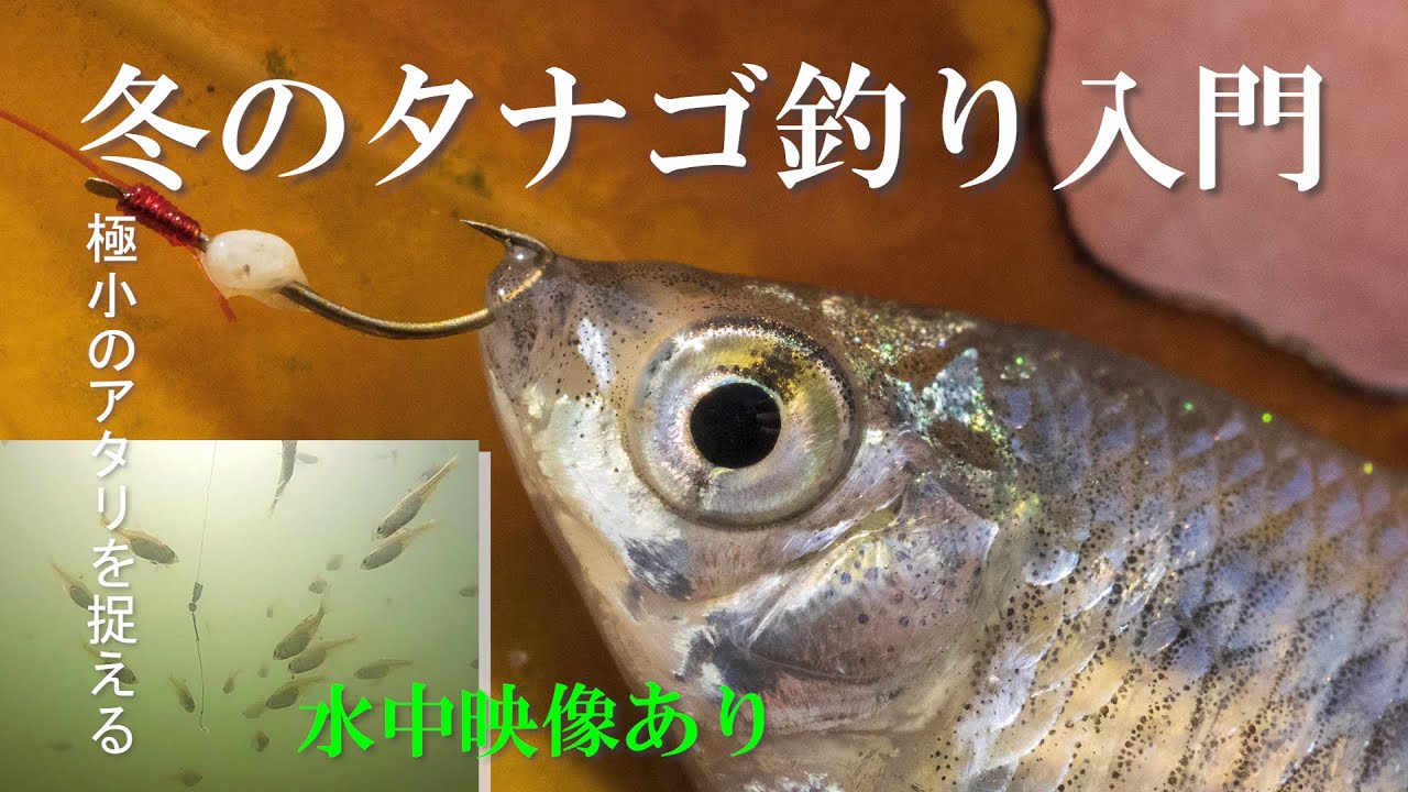 冬のタナゴ釣り入門 ＃タナゴ釣り＃釣り初心者＃釣り入門＃japanesefishing