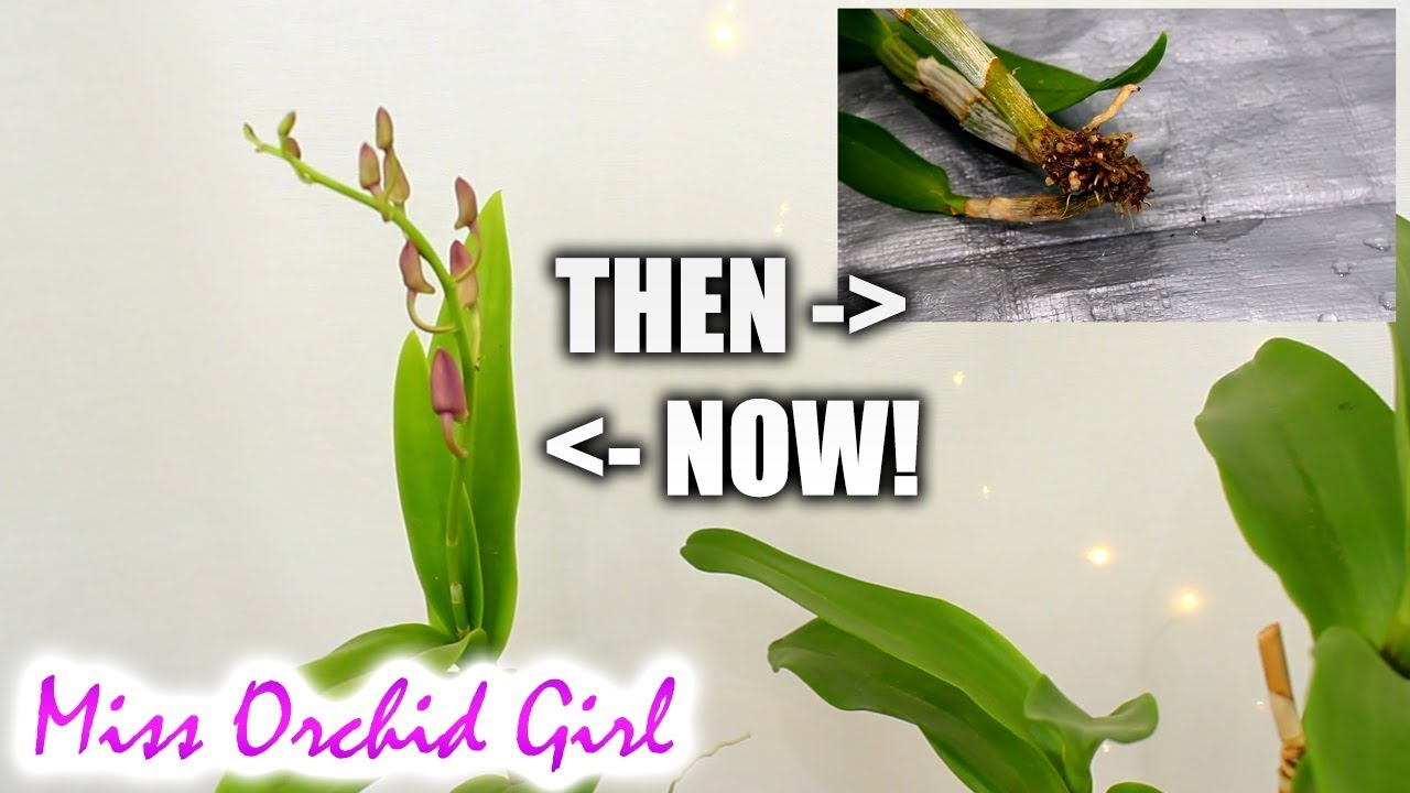 My Orchids Then & Now #4 - The amazing evolution of the Dendrobium Phalaenopsis
