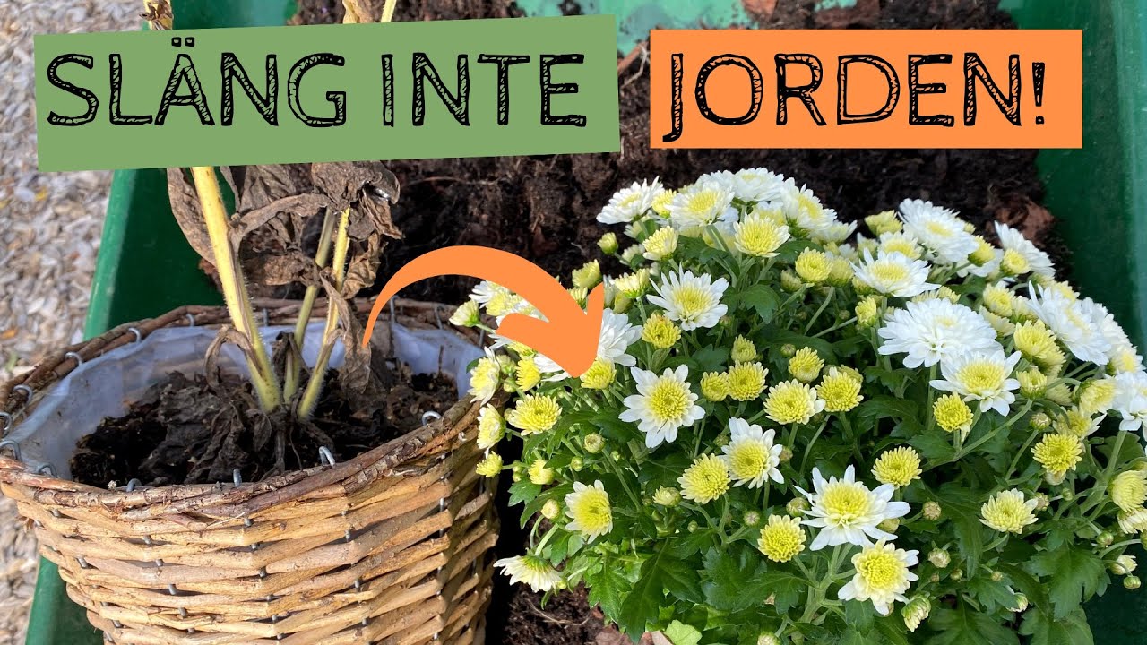 Förnya jorden i dina krukor inför hösten/våren - Gödsla upp den istället för att slänga
