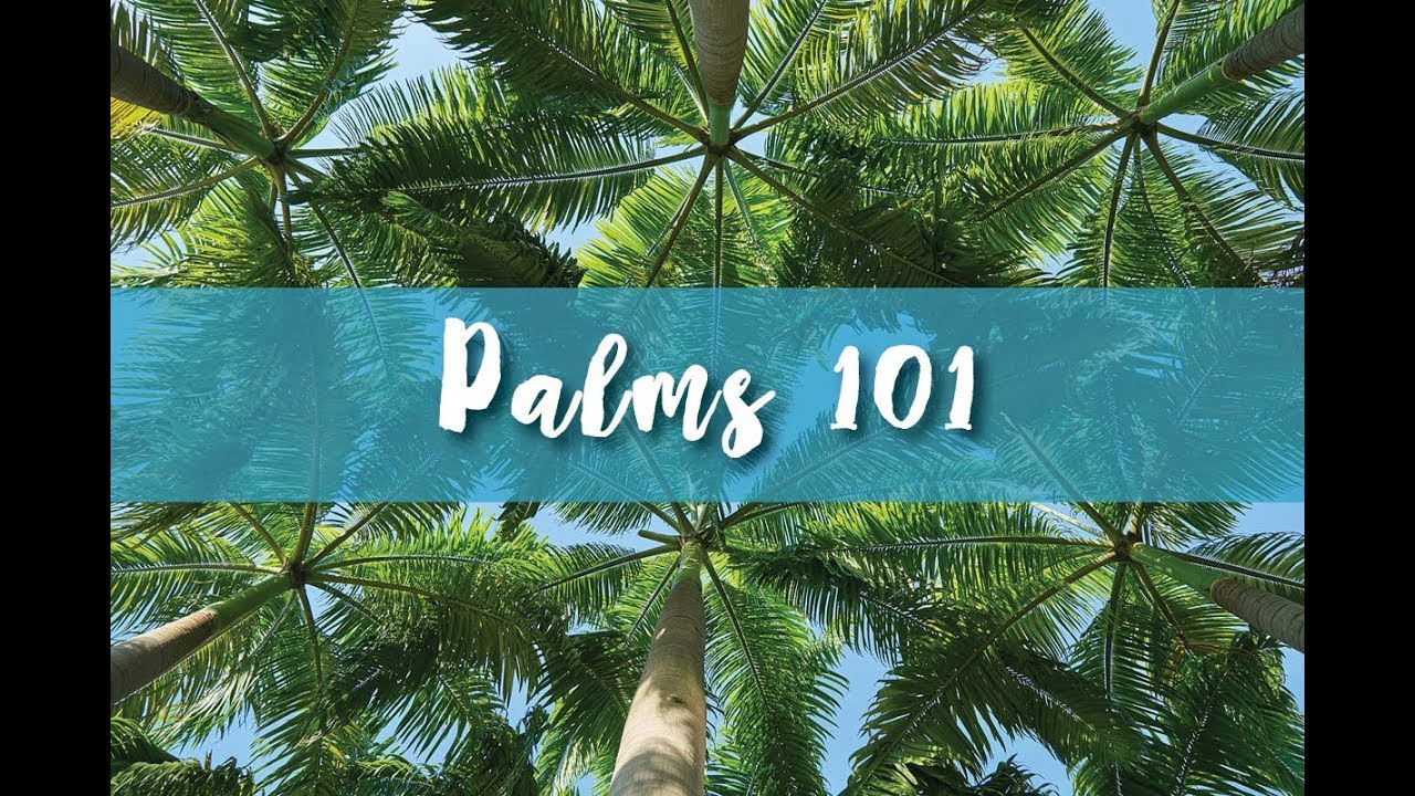 Palms 101 Часть 2.