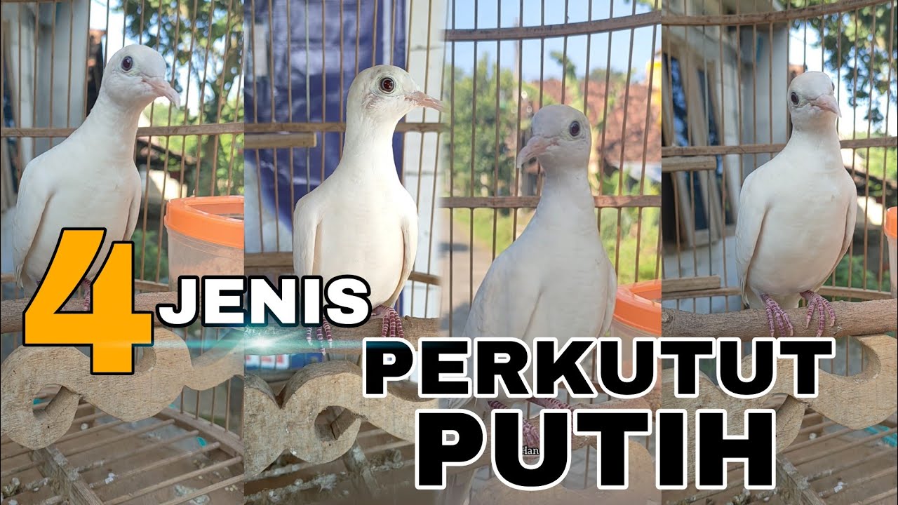 JENIS-JENIS PERKUTUT PUTIH MATA MERAH
