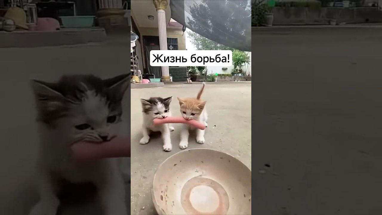 На это Можно смотреть ВЕЧНО!! Смешные Кошки и Собаки! 😂😂😂 #ShortsVideo #Shorts #cat #funny #dog