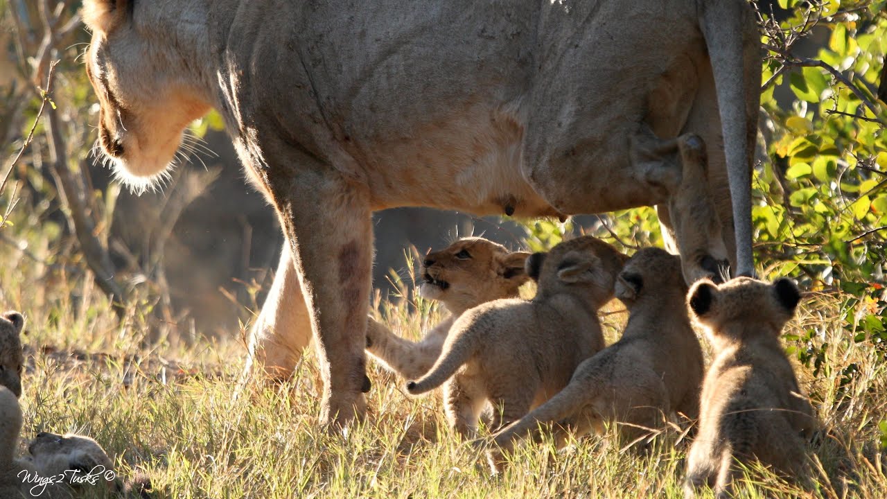 PART II:  Lion cubs, the joy when mom returns