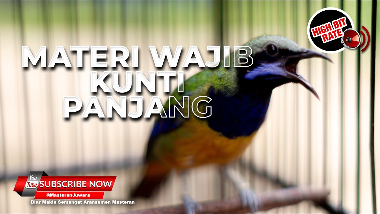 🔴Masteran Wajib Tembakan Kunti Panjang Pukulan Telak Cucak Cungkok Gacor Panjang