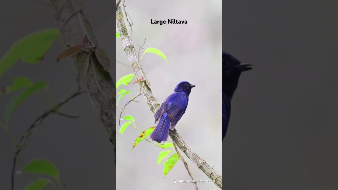 Male Large Niltava at Fraser&rsquo;s Hill in Malaysia