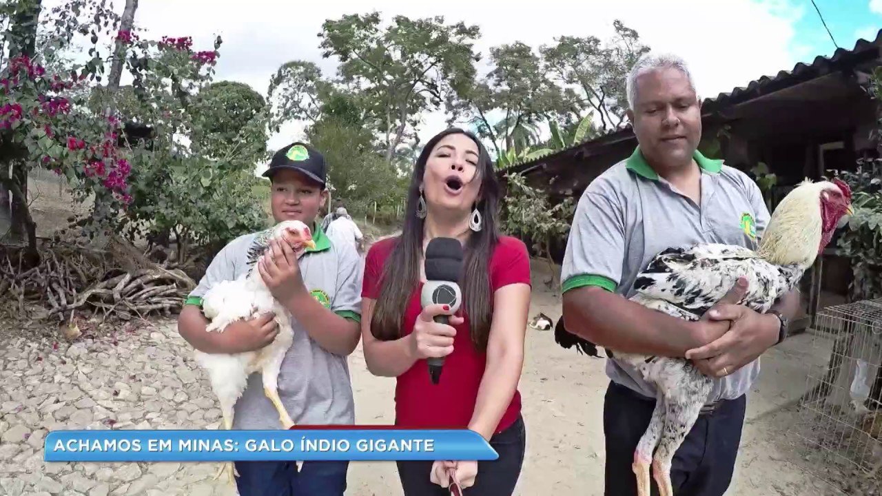 Achamos em Minas: criatório tem raça de galo que pode pesar até 10 quilos