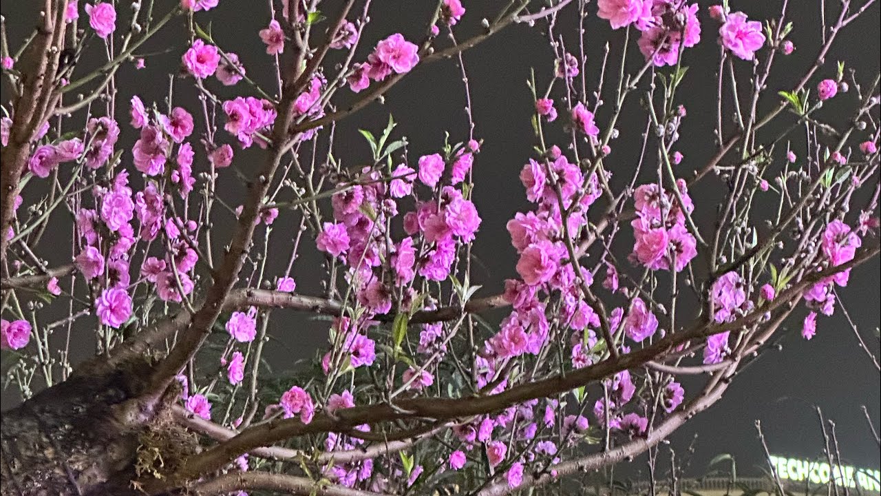 Ngắm hoa Tết miền Bắc
