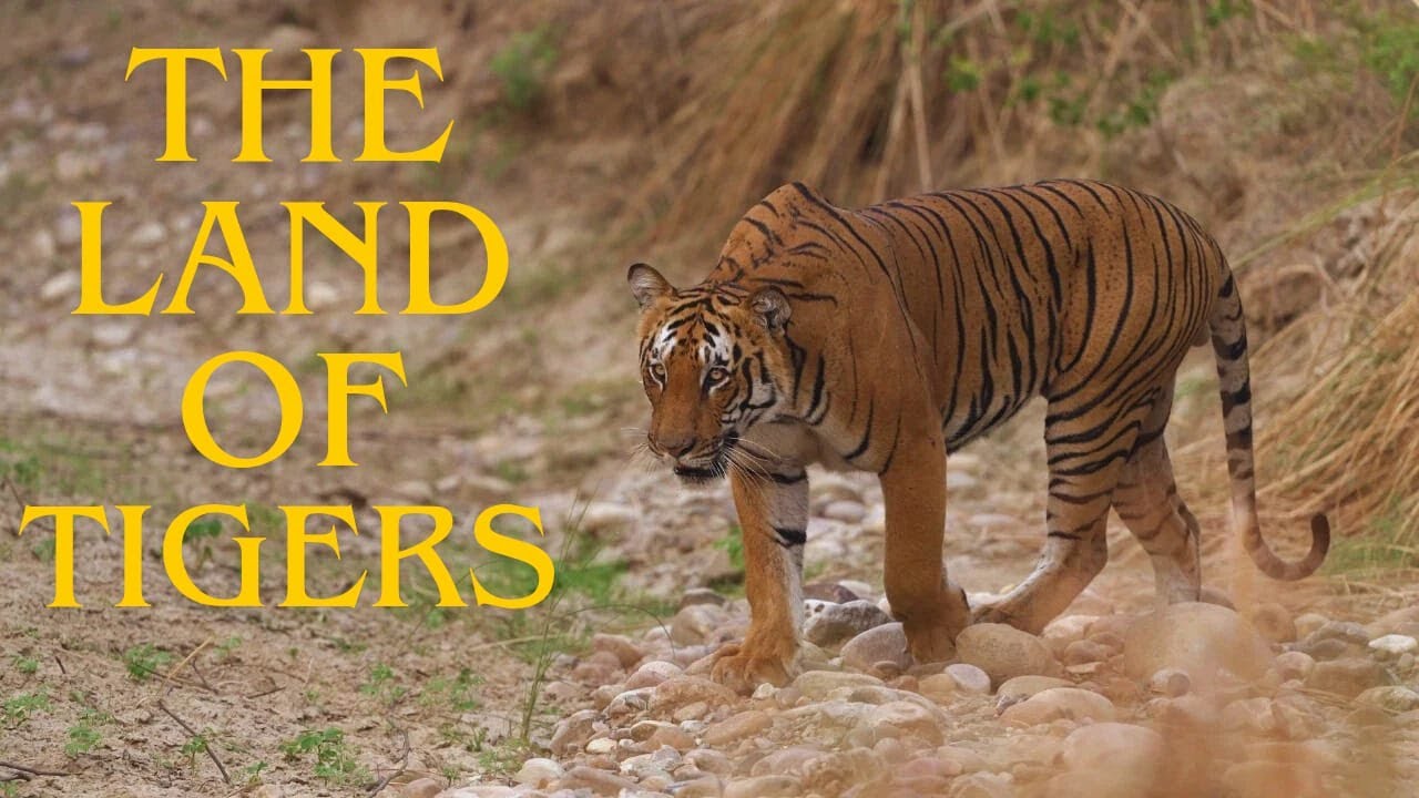 My Most Favourite Tiger Sightings | Dhikala | Jim Corbett 