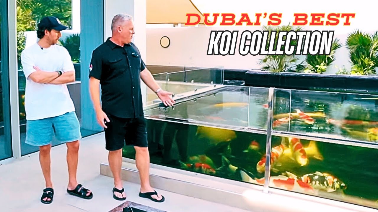 Best Private Koi Collection in Dubai