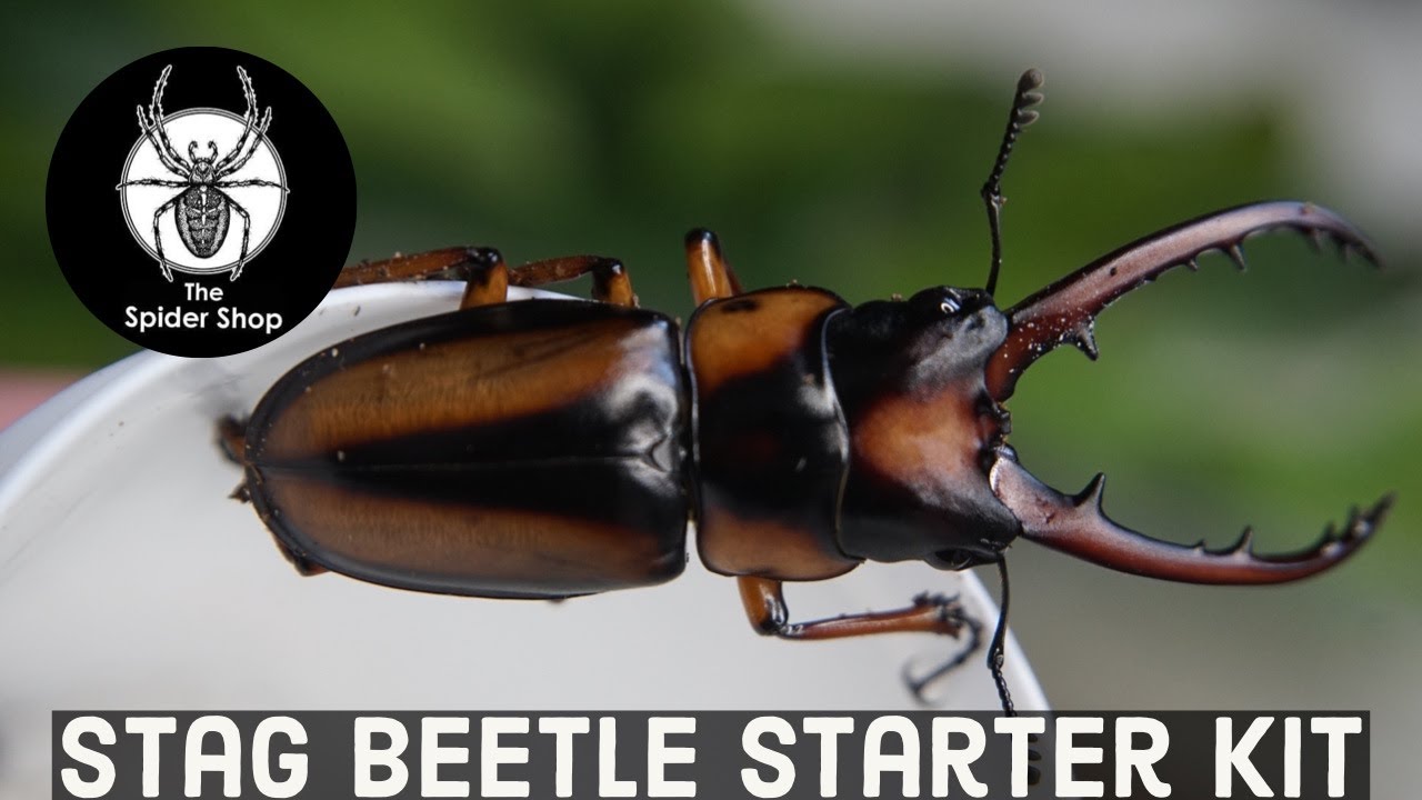 The Spider Shop Stag Beetle Starter Kit