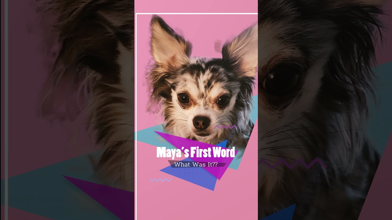 Maya's First Word! Chihuahua Dog Communication Button Training