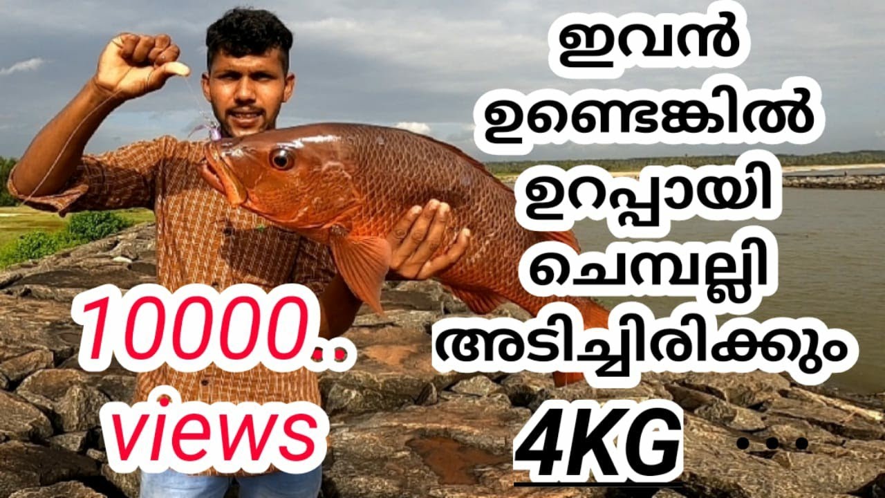 അടിച്ചു മക്കളെ 4kg ചെമ്പല്ലി