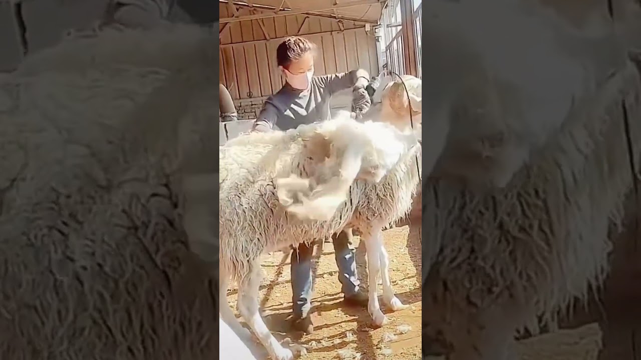 Sheep shearing remove sheep&rsquo;s wool process