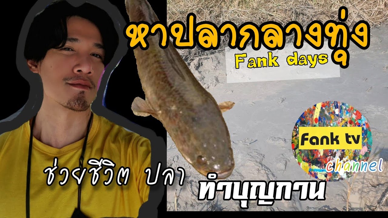 หาปลา กลางทุ่ง ไปปล่อย แม่น้ำ ทำบุญวันพระTake the fish to the great river fanktv.fankday