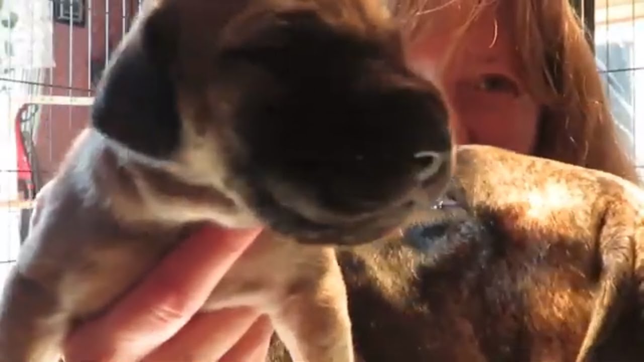 Gypsy pups open their eyes | Puppy pees down my arm|  Donating to Friends of the koala