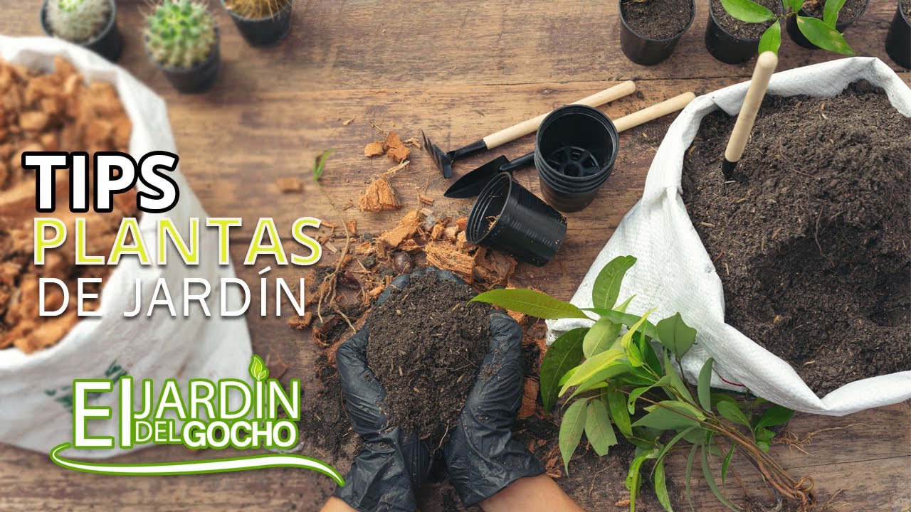 Tips para [PLANTAS DE jARDÍN] #2021