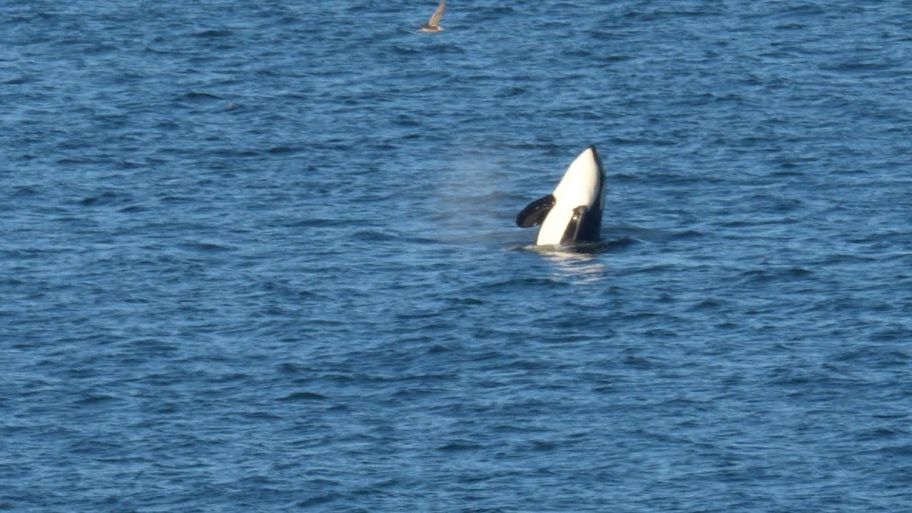 Orcas - West Seattle - activity off Alki Beach - January 16, 2026