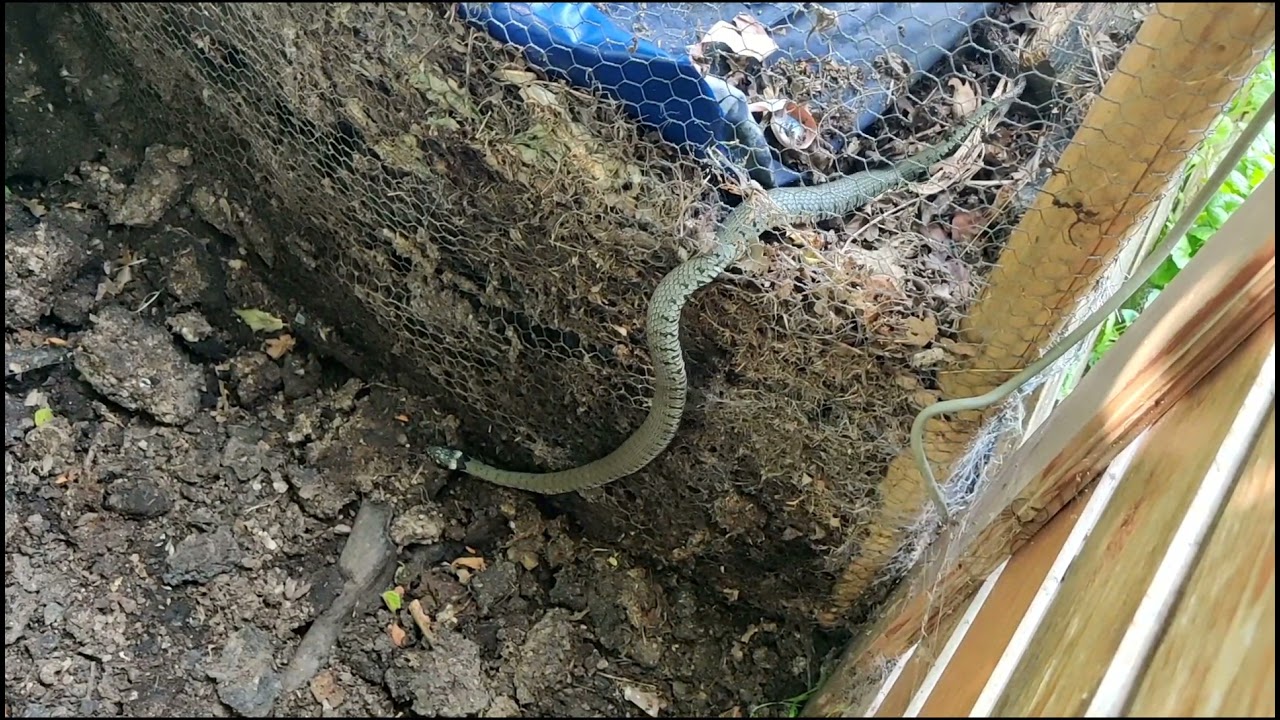 Grass snakes lay their eggs in our compost heap. The babies are only 3 inches long.