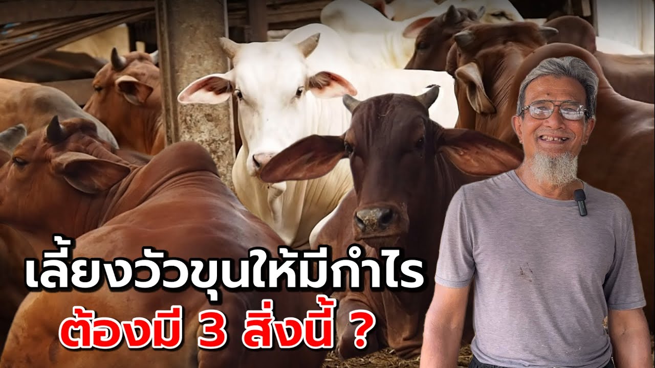Для прибыльного разведения мясного скота вам необходимы эти 3 вещи⁉️ | Скотоводческая ферма Кхуна...