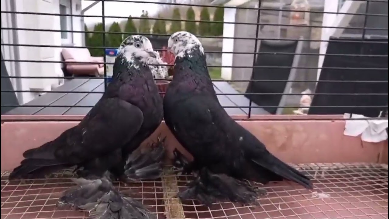 Сочи, Гульсары. Птица голубевода Sergej Peters (Сергей Петерс). Голуби / Tauben / Pigeons