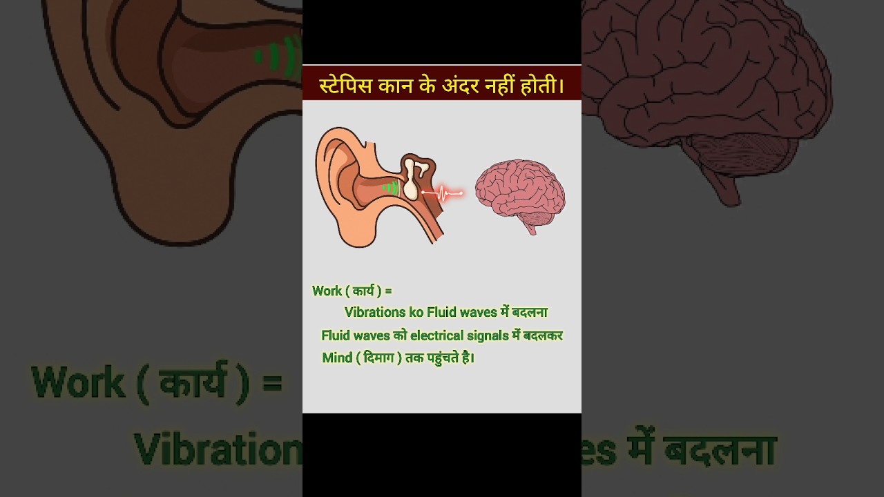Stapes bone | smallest bone in human body 