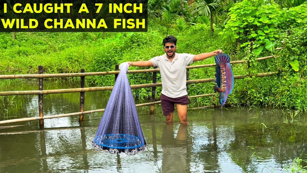 Wild Channa Fish Catching in Assam Rivers🥰❤️ | Assam river fishing | Fishing in Assam village
