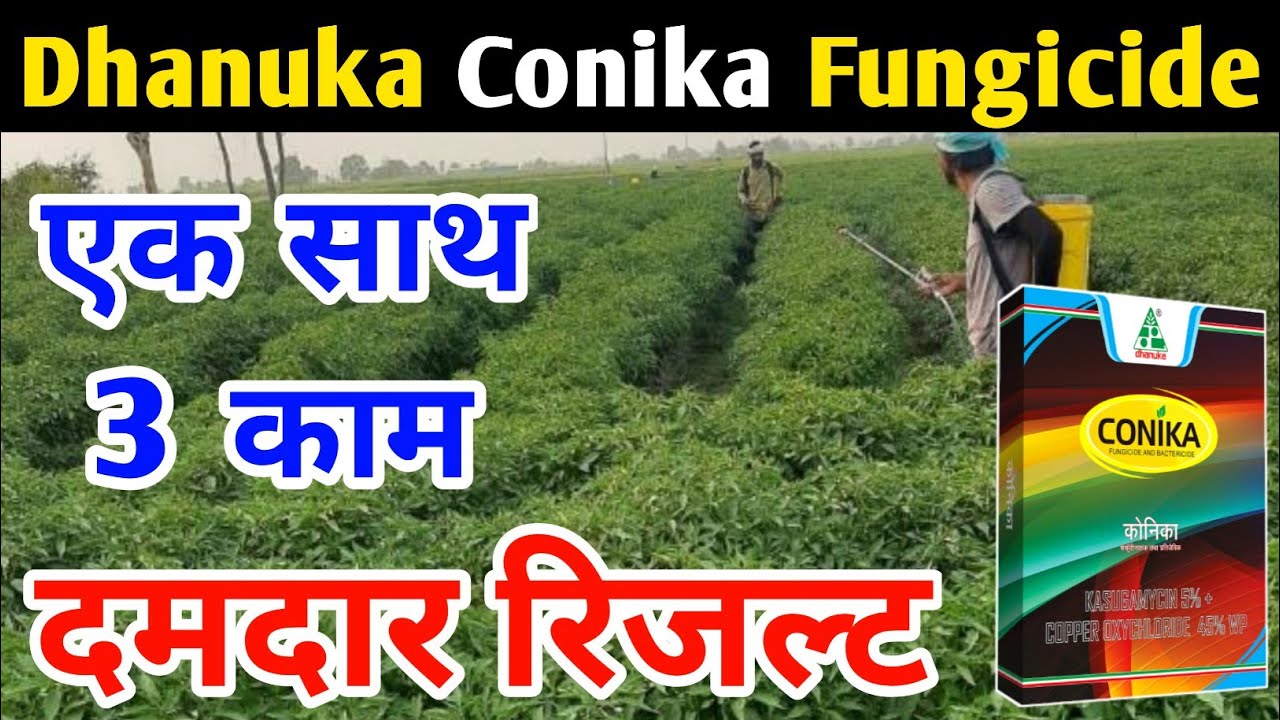 Conika। Conika Fungicide। Conika Fungicide or Bactericide। Dhanuka।Kasugamycin 5%+Copper Oxychloride