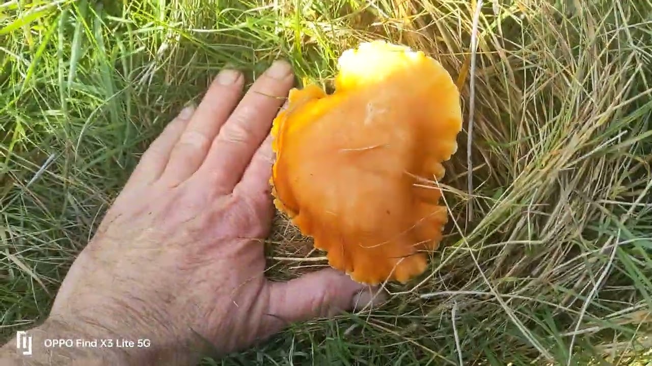 Mushroom Fairy rings , if you first don't see any mushrooms,try this patting method.