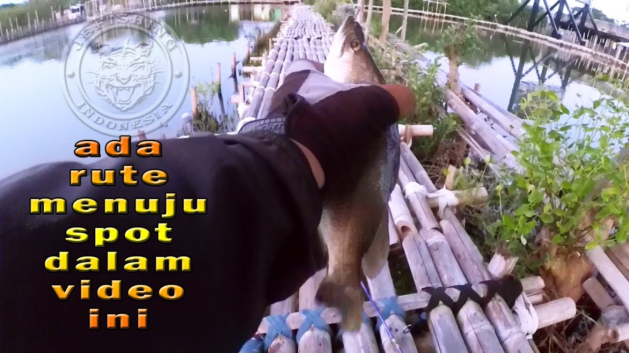 Masih Banyak..! Mancing Barramundi di Rumpon Tambak Mbah Sugeng