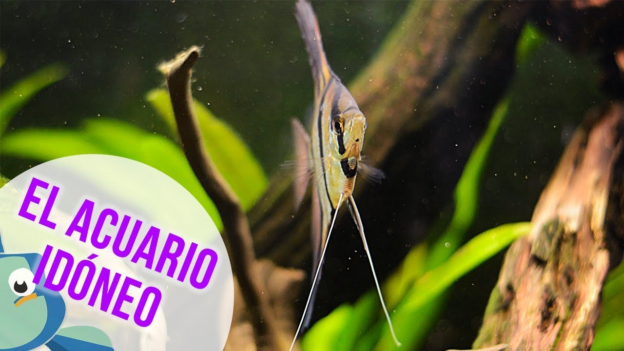 PEZ ÁNGEL - ESCALAR, UN ACUARIO PARA ESCALARES
