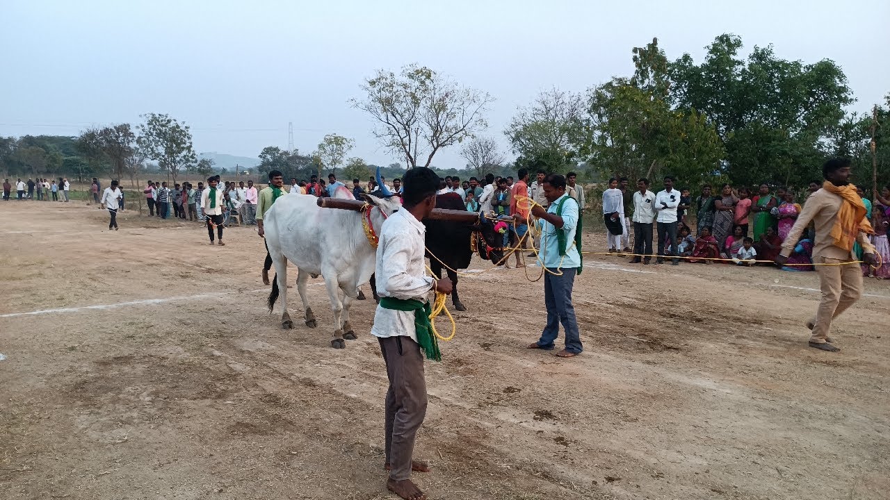చుక్కాపూర్ సేద్యపు ఎద్దుల బండలాగుడు పోటీలు 11వ జత