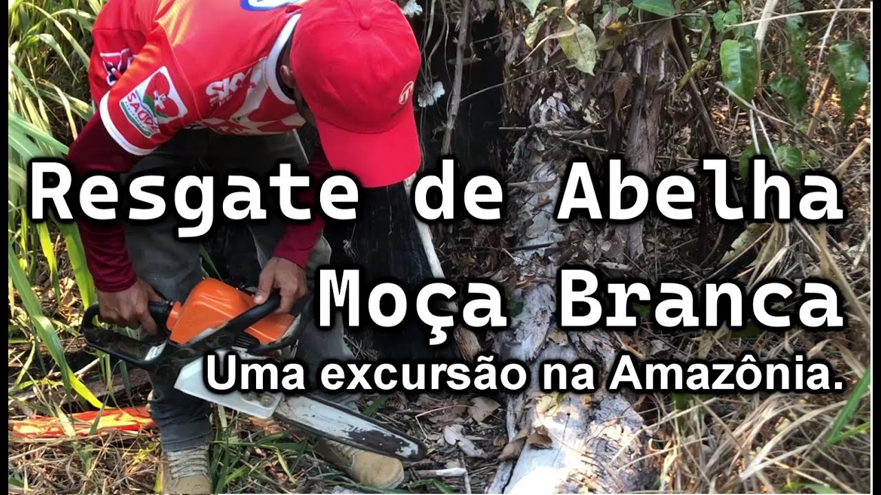 Resgate de ninho abelha Moça Branca