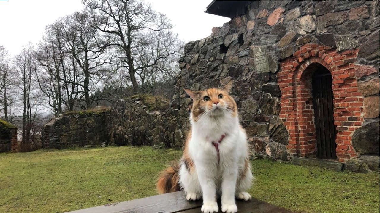 Maine Coon Cat: A short visit to the ruins of a medieval church (rainy day)