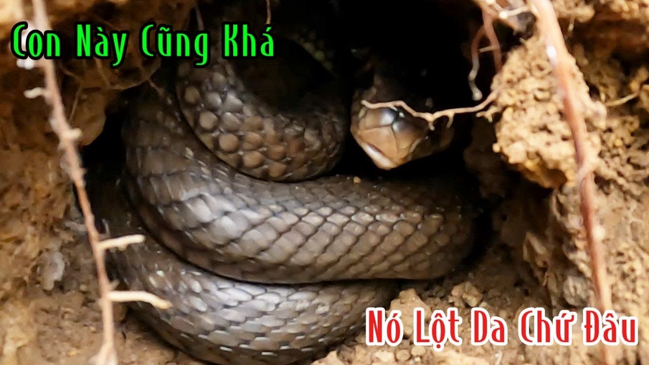 Mừng Hơn Trúng Số Độc Đắc | Mười Thương Săn Bắt