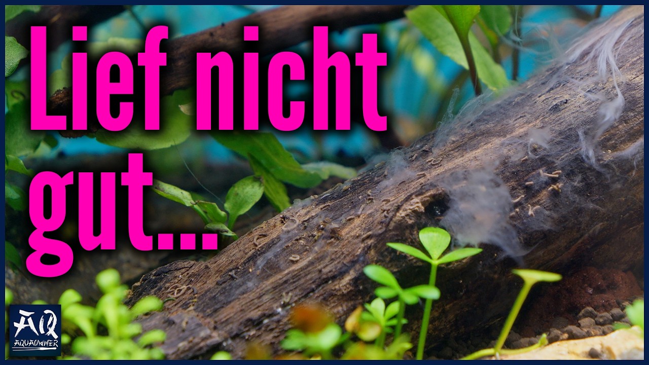 So ist die Einfahrphase im 60P verlaufen | AquaOwner