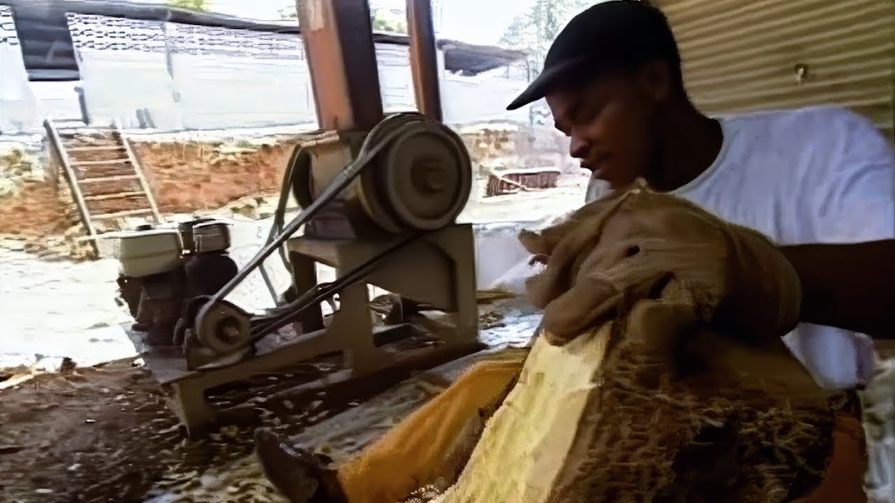 Le pr&eacute;cieux Bois de Rose en Guyane