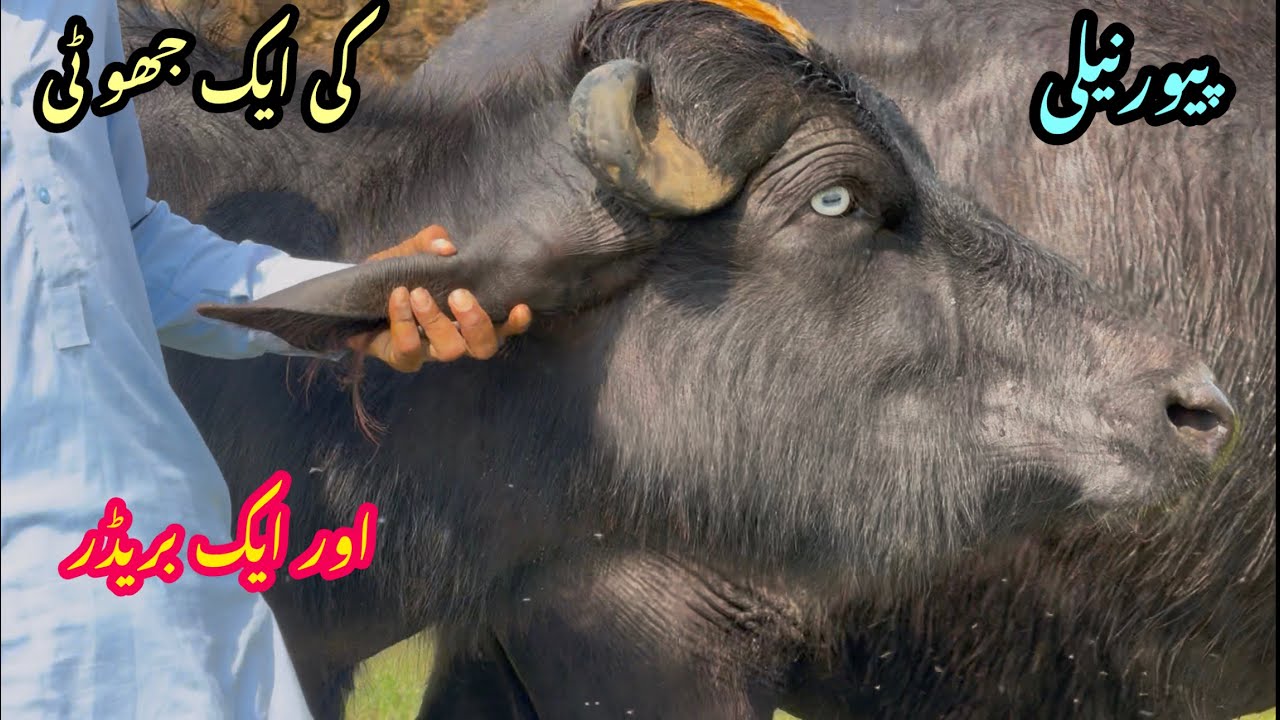 پیور نیلی کی ایک جھو ٹی اور ایک بریڈر pure Nili high milking buffalo for sale in Punjab Pakistan on 