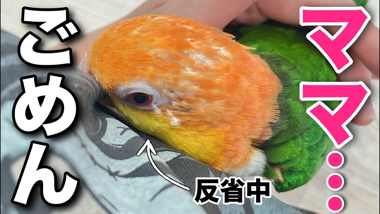 ママを噛んでしまったことを反省してる優しいインコに思わず涙…【シロハラインコ】