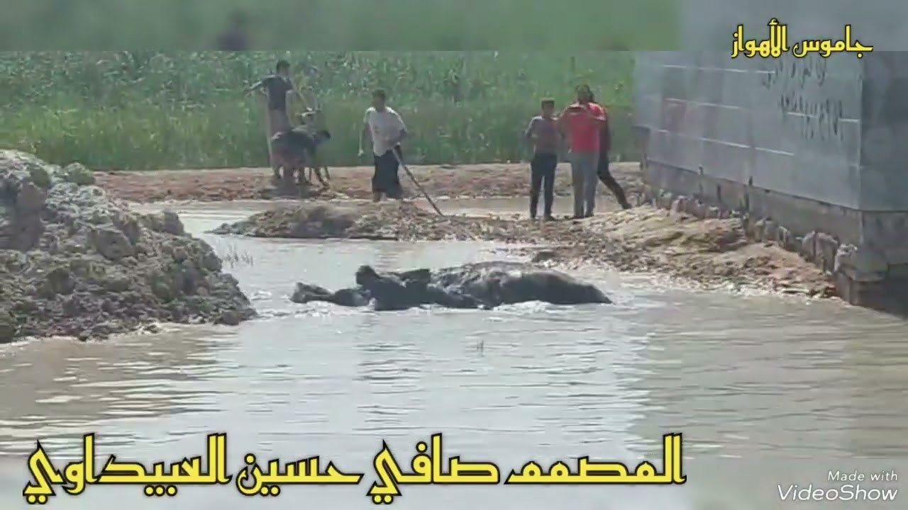 جاموس الأهواز...عركة فحوله🐃🛎👍