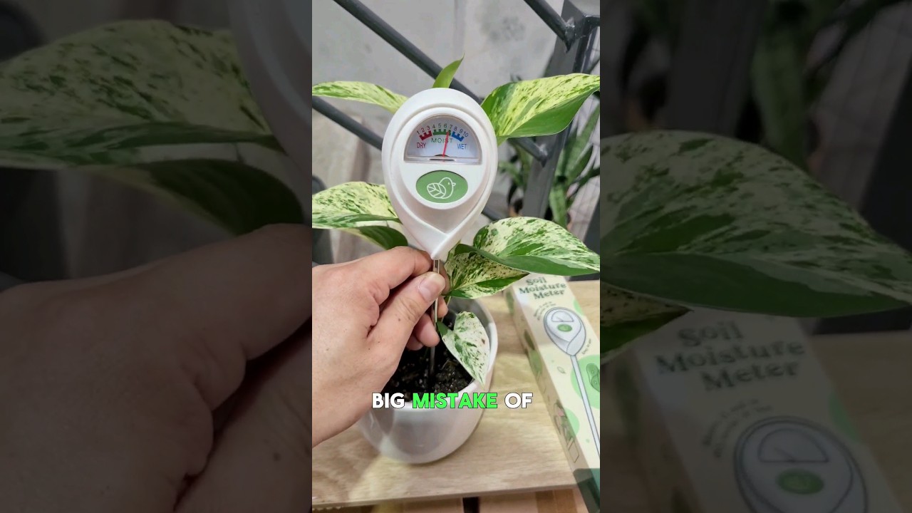 Be a plant watering pro with our easy-to-use soil moisture meter 😎💦🪴cheekyplantco.com.au