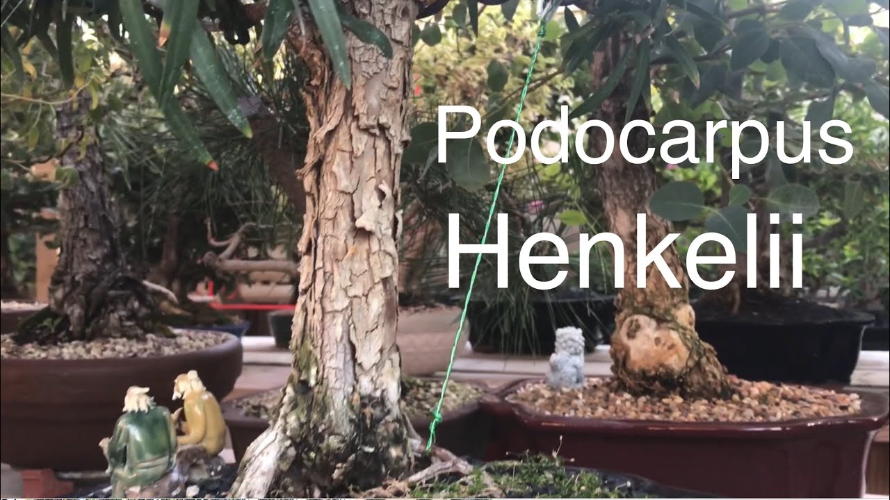 Bonsai - Podocarpus Henkelii - Henkel’ s Yellowood  October 2019