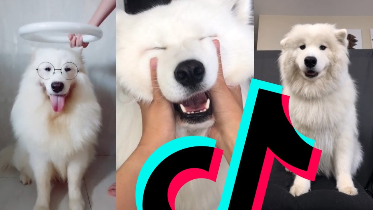 The Smartest Samoyed TikTok Compilation | Dogs Of TikTok