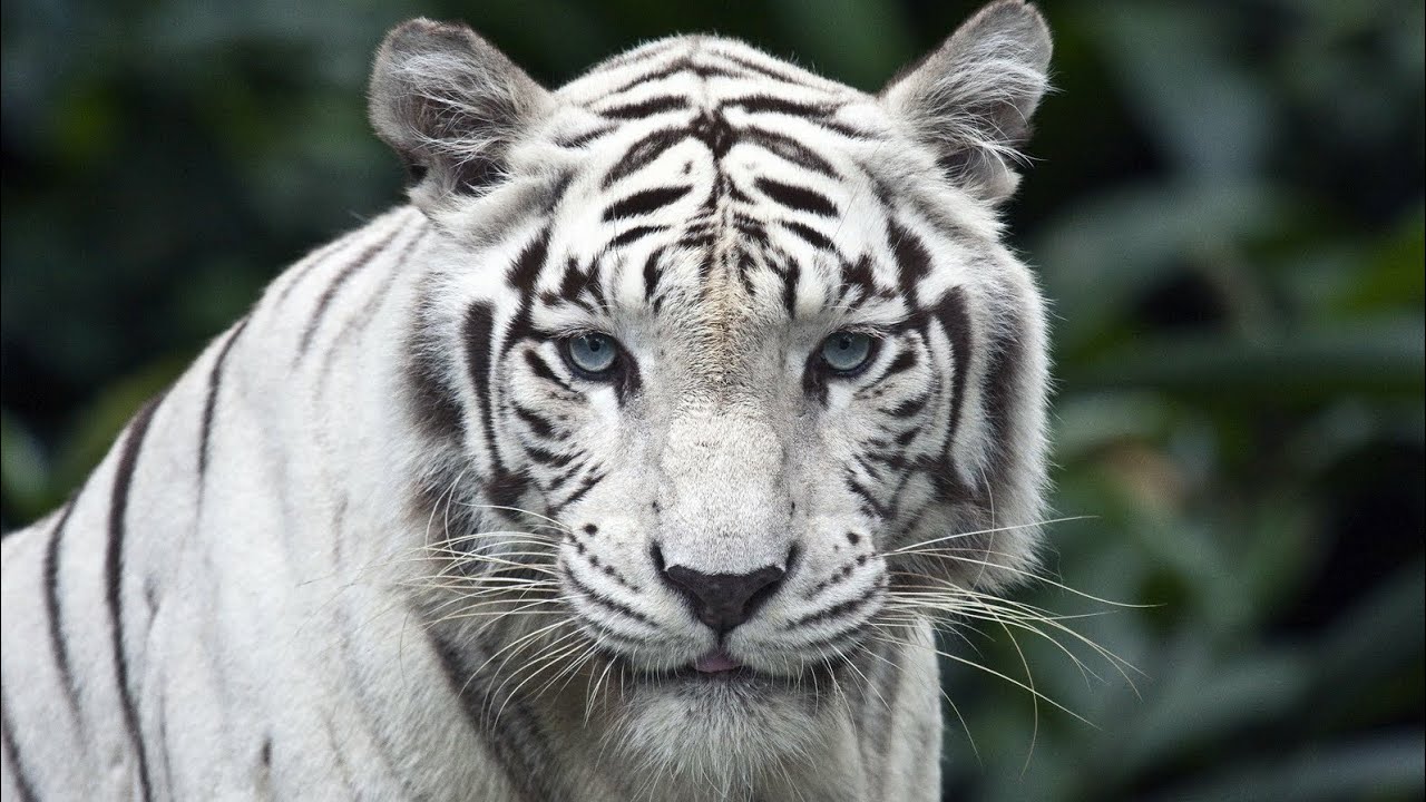 Mesmerising Bannerghatta Biological Park - Safari tour from inside - White Tiger not to miss