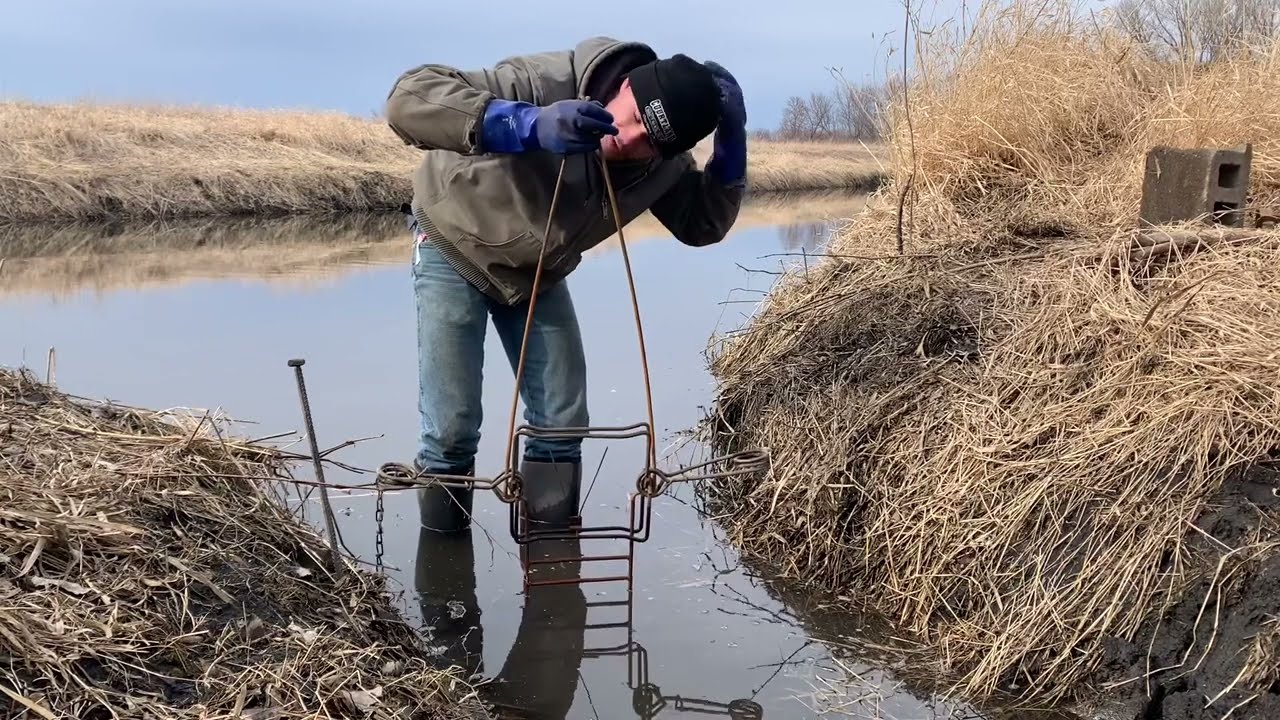Beaver Trapping: the Best Set for Catching Beaver