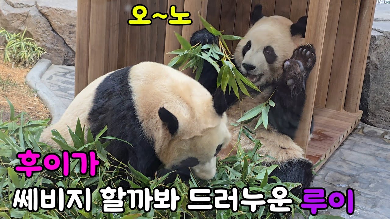 [ep.787]26.02.24 헐리우드액션 장인 루이😁후이가 대나무 뺏는줄알고 화들짝♡