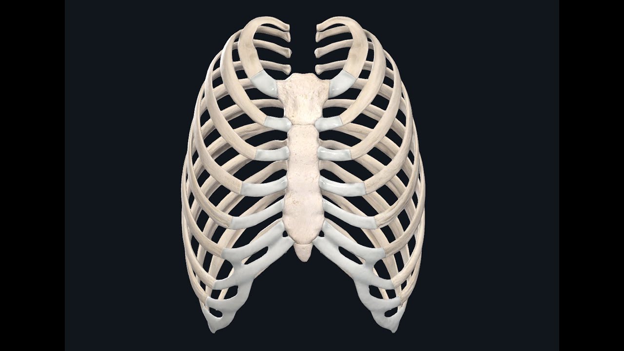 Thoracic Cage