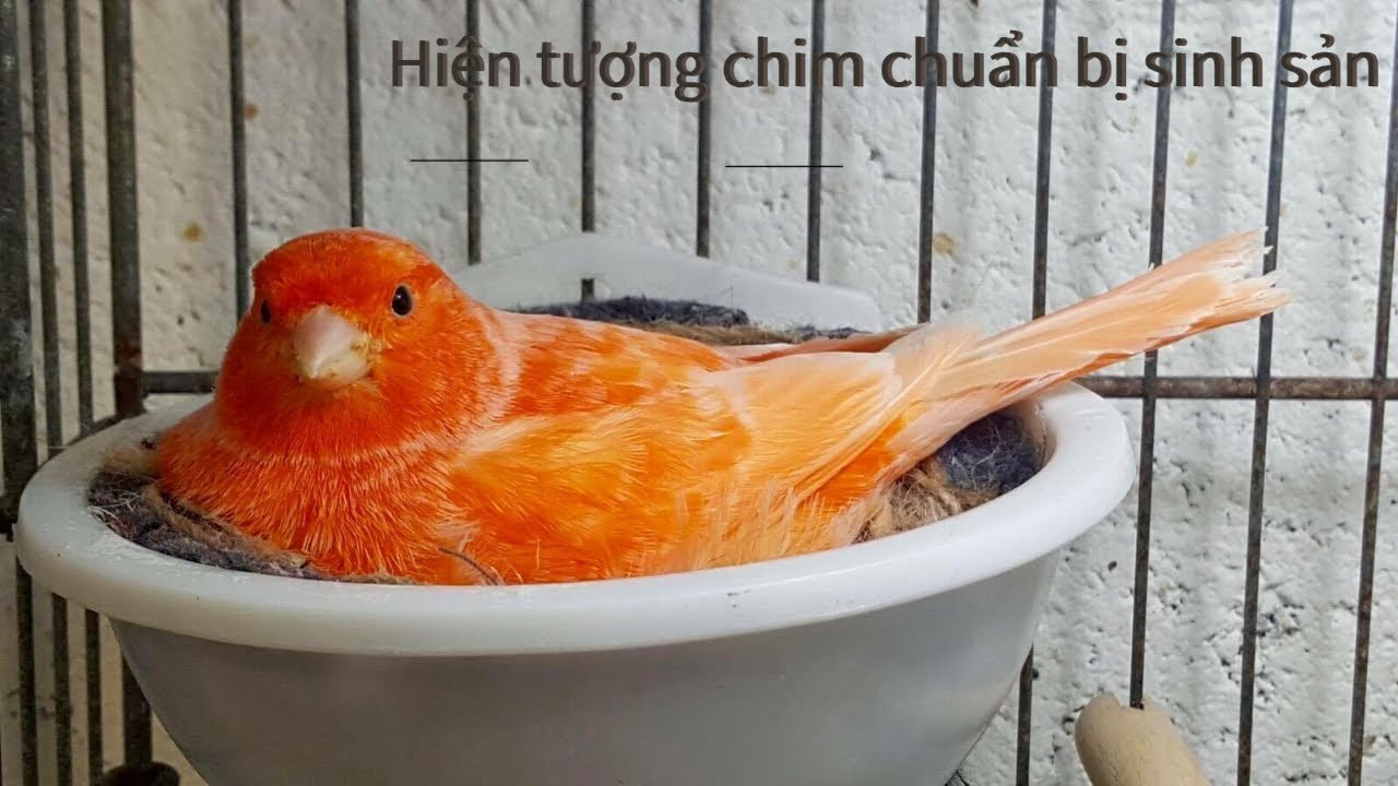 Học Cách Nuôi Chim Yến Sinh Sản | Quan Sát Hiện Tượng Chim Chuẩn Bị Sinh Sản | Hồng Yến | Hoàng Yến