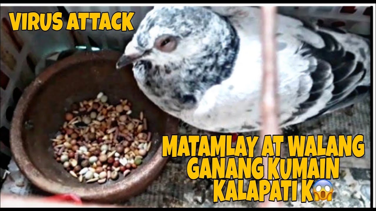 MATAMLAY  AT DI KUMAKAIN PANGKARERA KUNG KALAPATI.