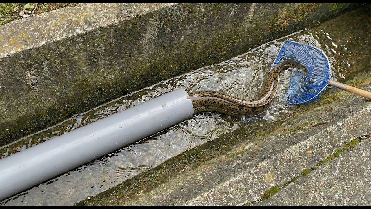 沖縄の水路にパイプを仕掛けると&hellip;